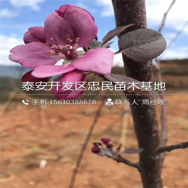 山東響富蘋果苗、響富蘋果苗報(bào)價(jià)