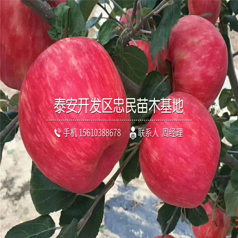 王林蘋果樹苗什么價格