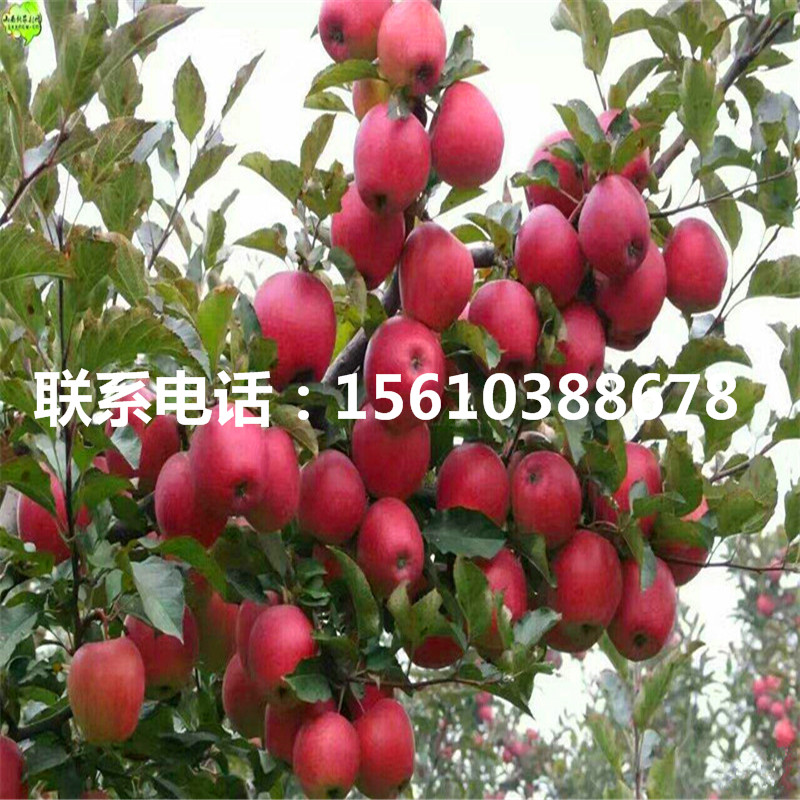 金冠蘋果苗價格及報價