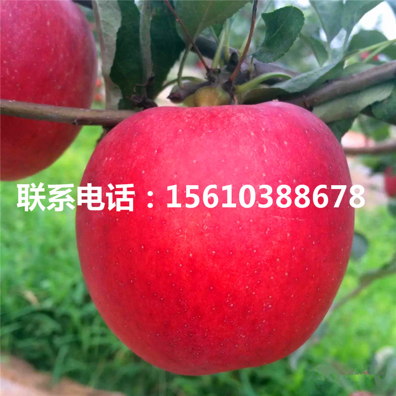出售美味蘋果苗、美味蘋果苗出售基地