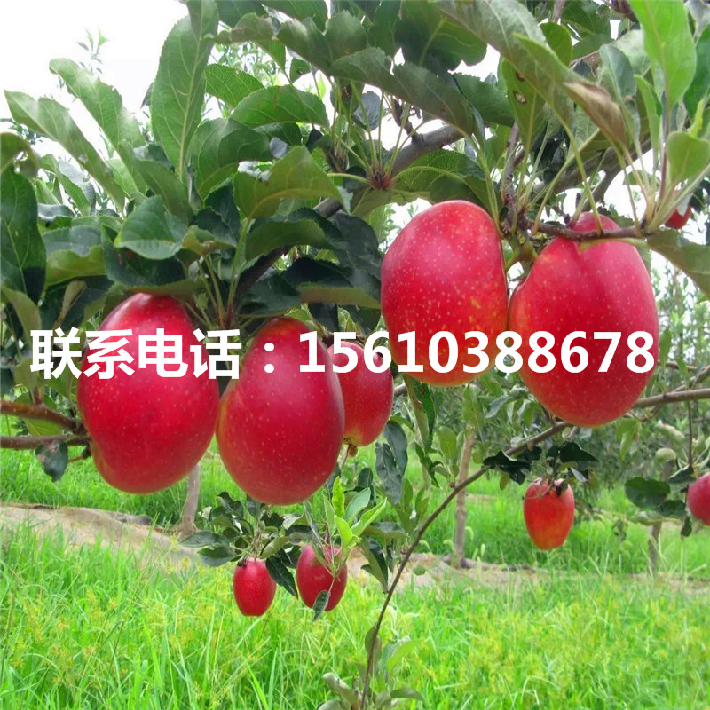 黑鉆蘋果樹苗每日報價