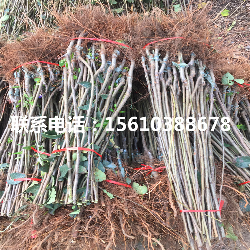 新品種拓季蘋(píng)果苗、拓季蘋(píng)果苗多少錢(qián)