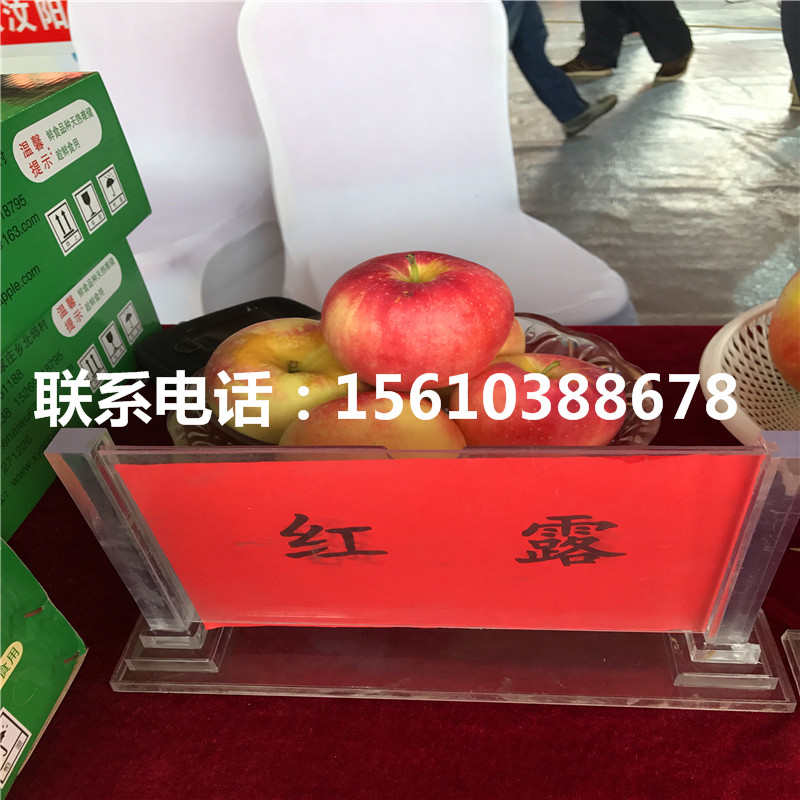 出售水蜜桃蘋果苗、水蜜桃蘋果苗多少錢一棵