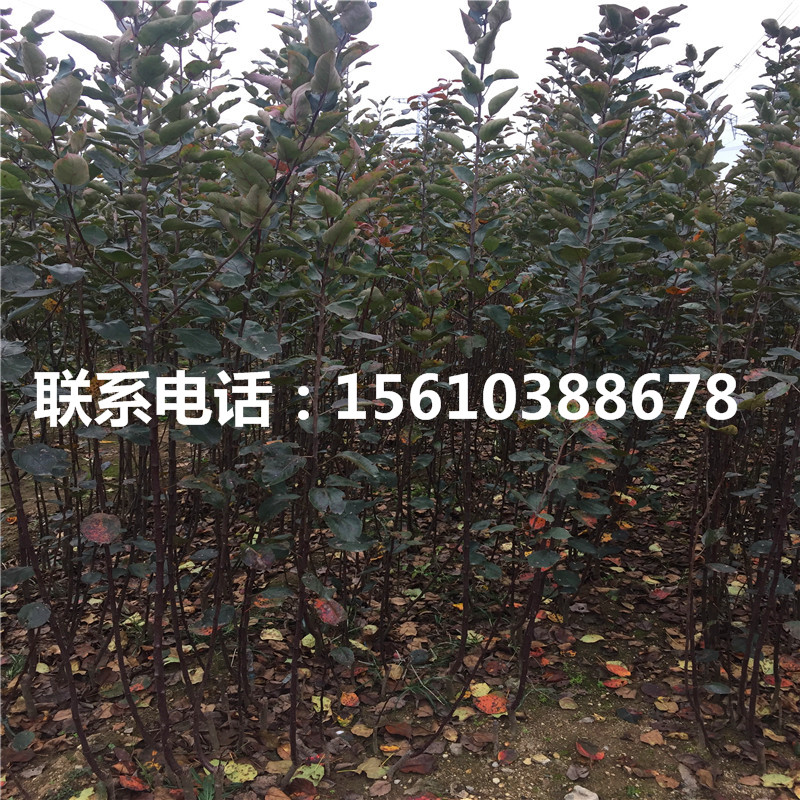 哪里出售神富6號(hào)蘋果苗、神富6號(hào)蘋果苗上車價(jià)格