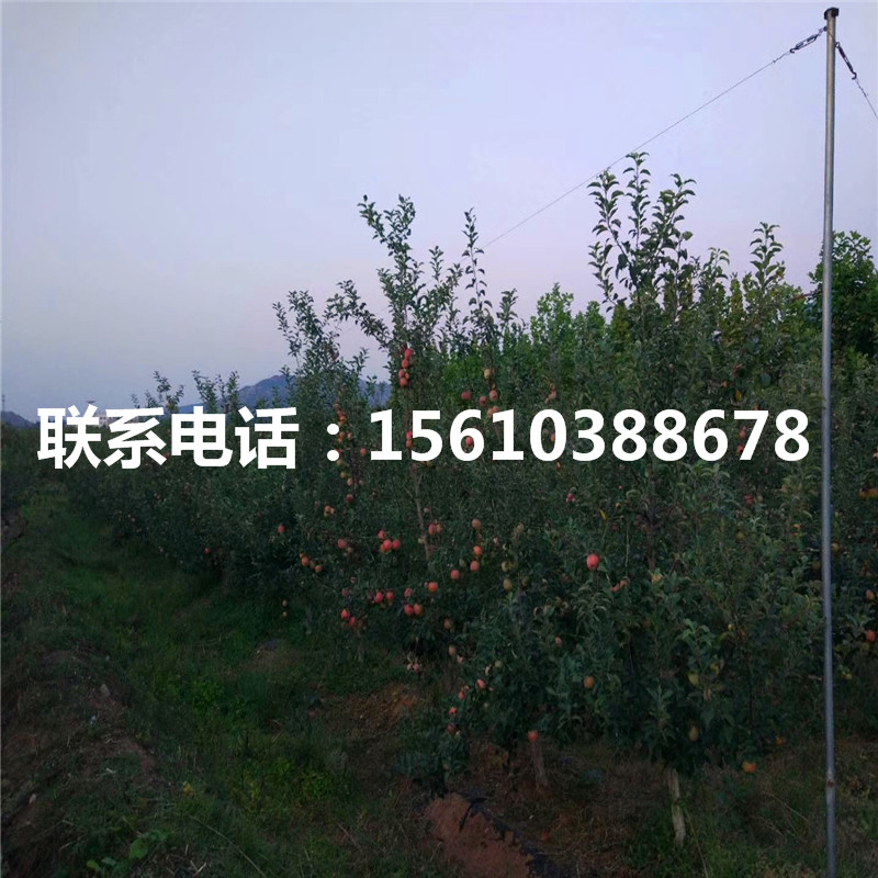 秦蜜蘋果苗單價(jià)