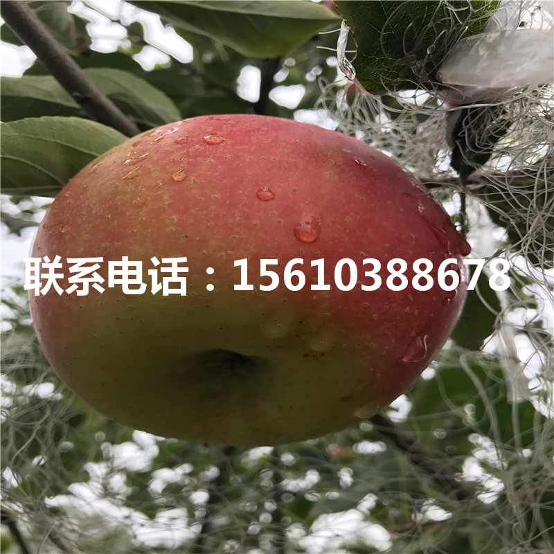 瑞雪蘋果苗單價