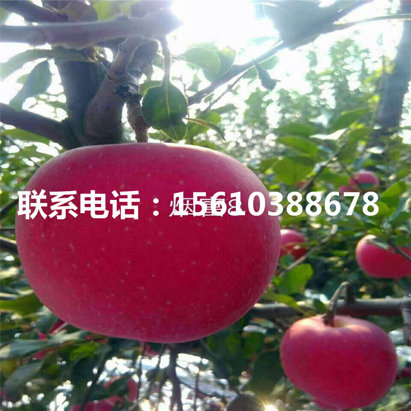 出售秦陽草莓苗、秦陽草莓苗批發價格