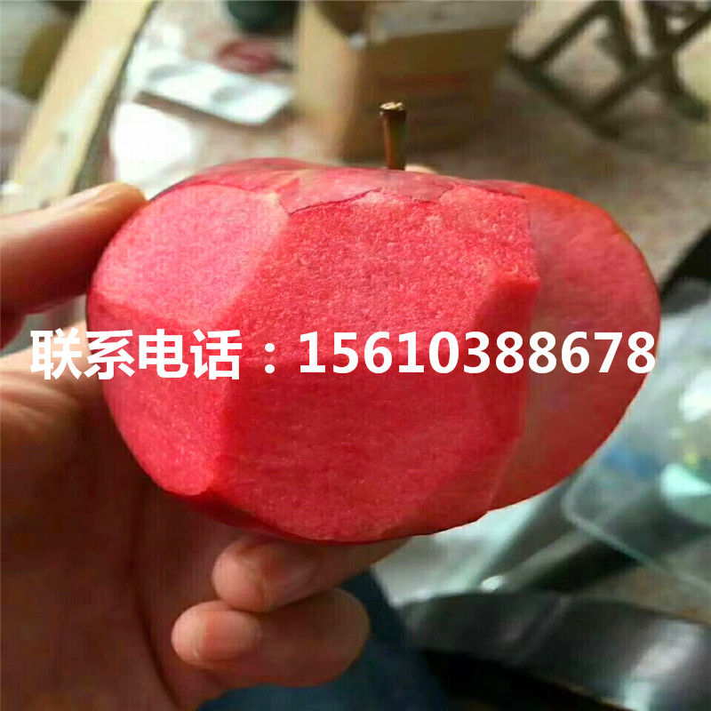 維納斯黃金蘋果苗價(jià)格及報(bào)價(jià)