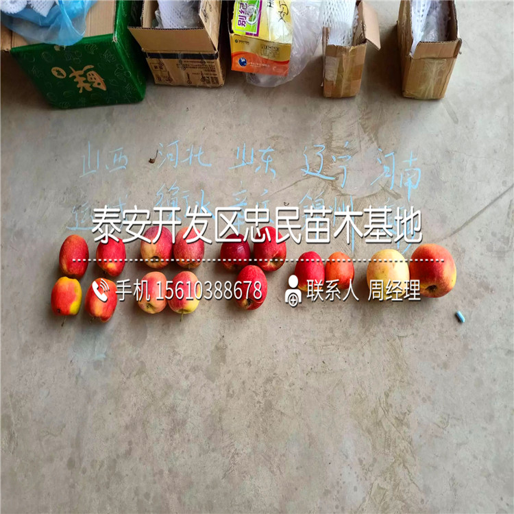 出售美味蘋果苗、美味蘋果苗出售基地