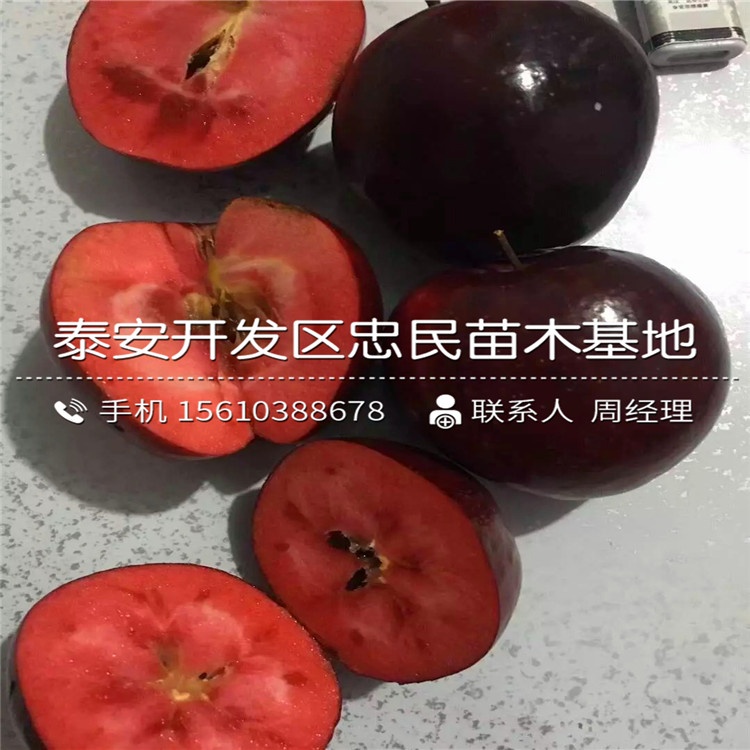 柱狀蘋果樹苗多少錢一棵