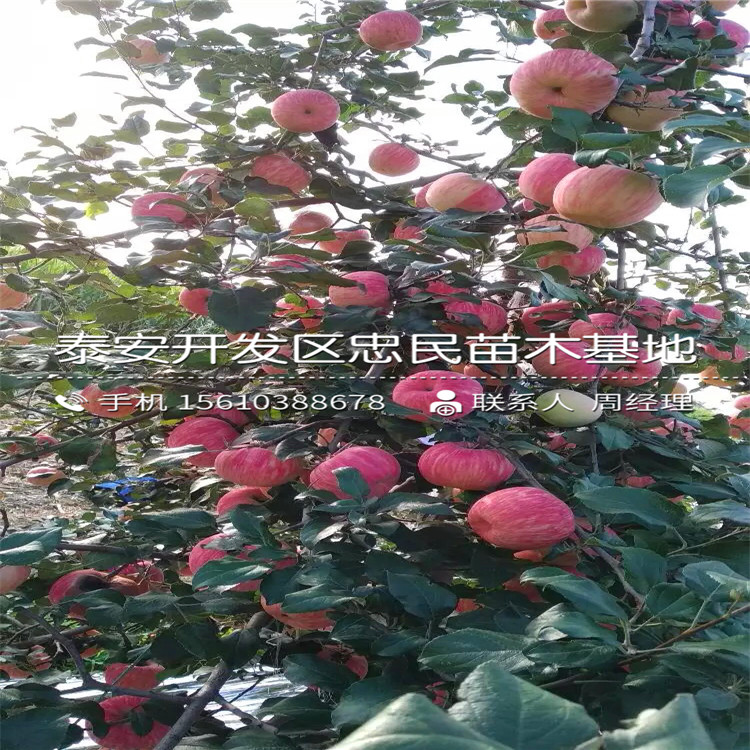 山東響富蘋果苗、響富蘋果苗報(bào)價(jià)