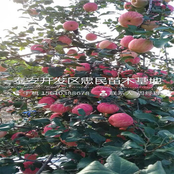 煙富10號(hào)蘋果苗出售價(jià)格