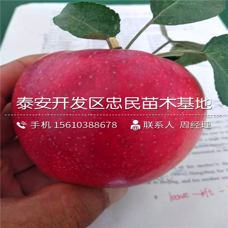 煙富10號(hào)蘋果苗出售價(jià)格