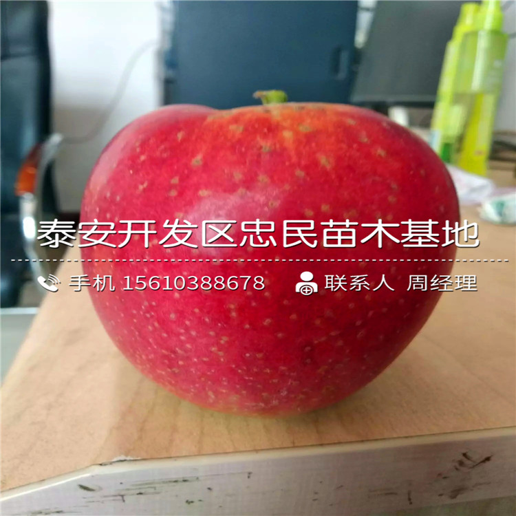 雞心果蘋果樹苗價(jià)格及報(bào)價(jià)