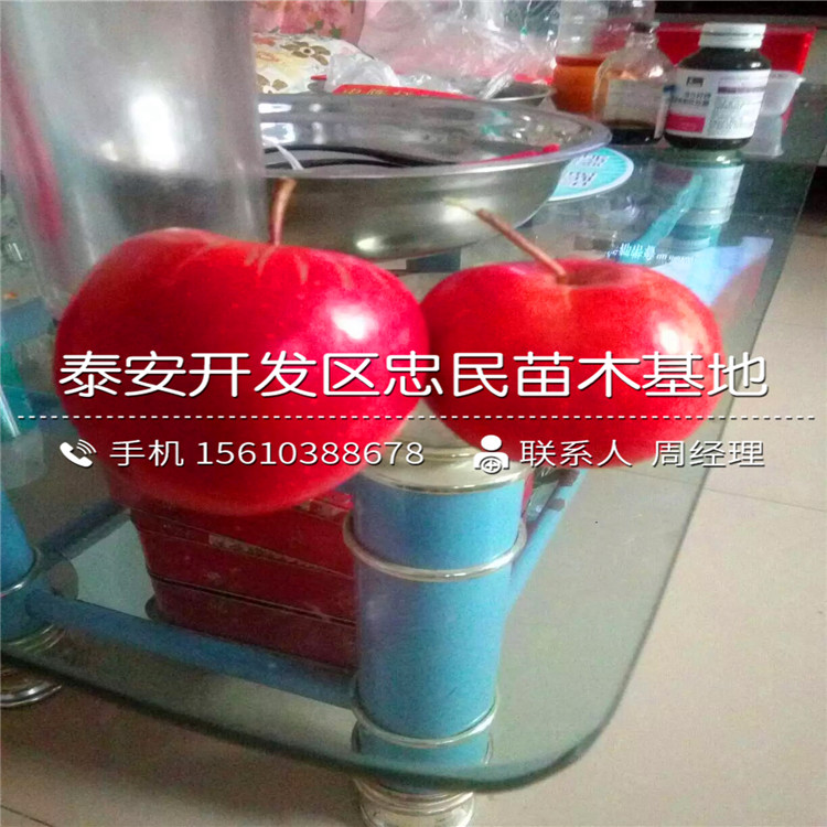 新品種明月蘋(píng)果苗、明月蘋(píng)果苗報(bào)價(jià)