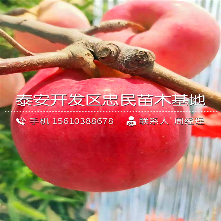 懶富蘋(píng)果苗批發(fā)價(jià)格