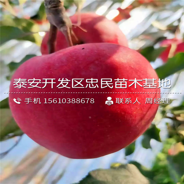 求購神富一號(hào)蘋果苗、神富一號(hào)蘋果苗出售基地