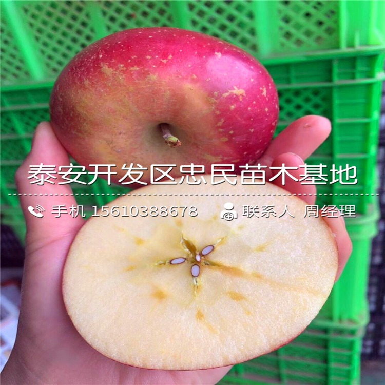求購眾成一號蘋果苗、眾成一號蘋果苗價格