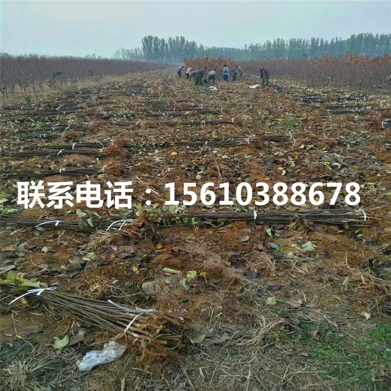 出售水蜜桃蘋果苗、水蜜桃蘋果苗多少錢一棵