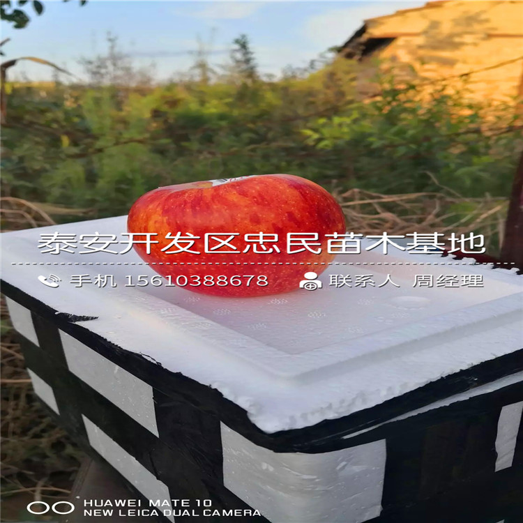 拓季蘋果樹(shù)苗批發(fā)多少錢