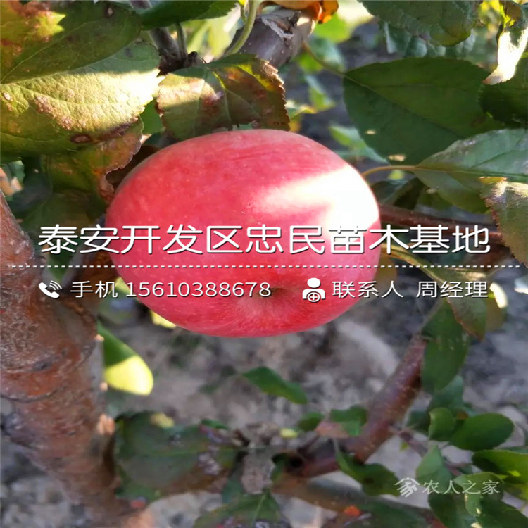 瑞雪蘋果苗出售