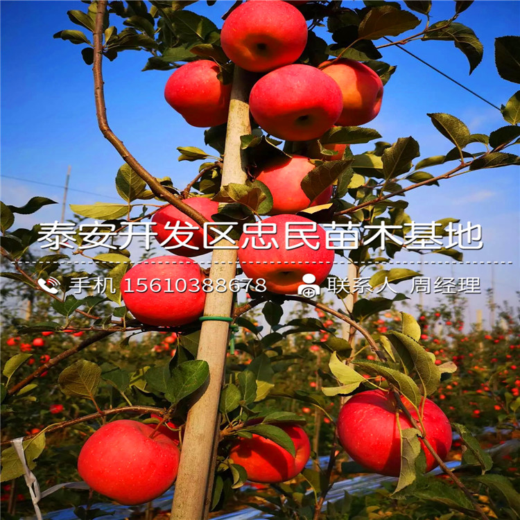 愛妃蘋果樹苗每日報價