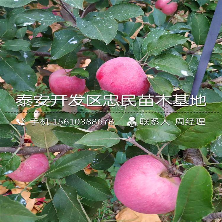 山東響富蘋果苗、響富蘋果苗報(bào)價(jià)
