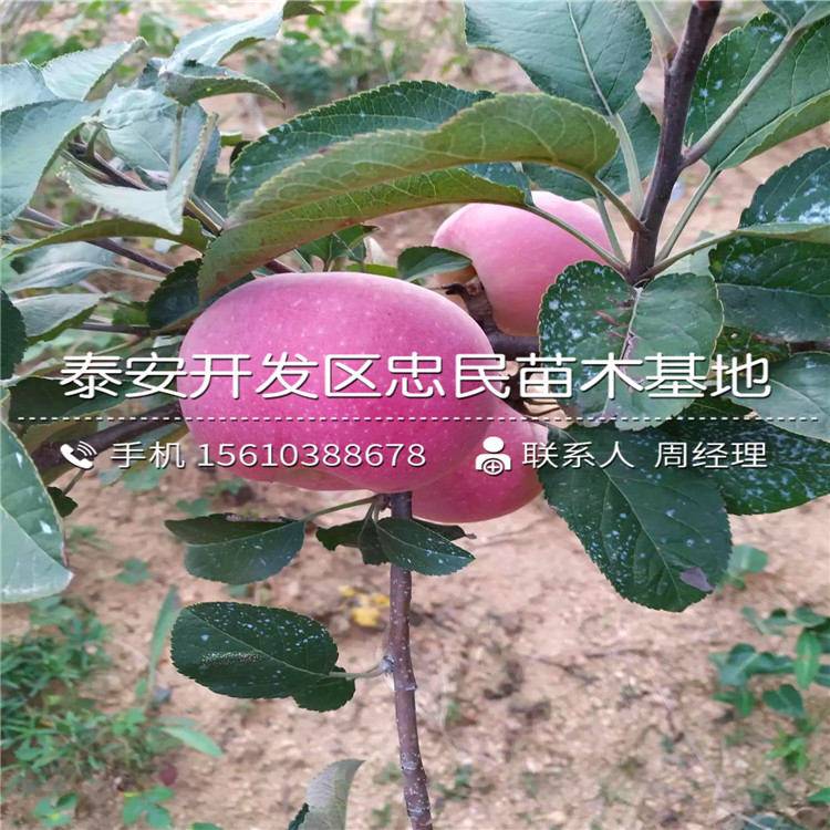 小國光蘋果樹苗單價