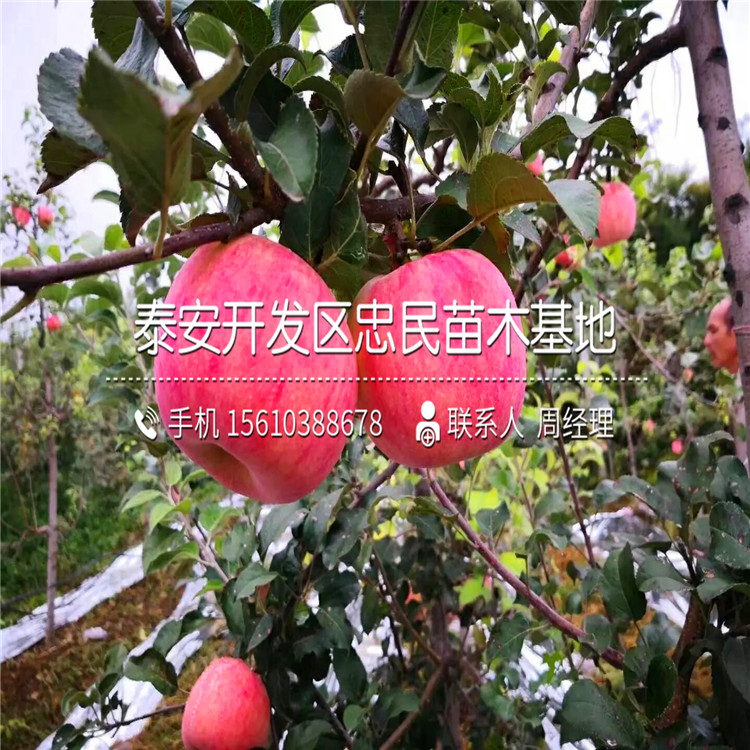 瑞雪蘋果苗出售