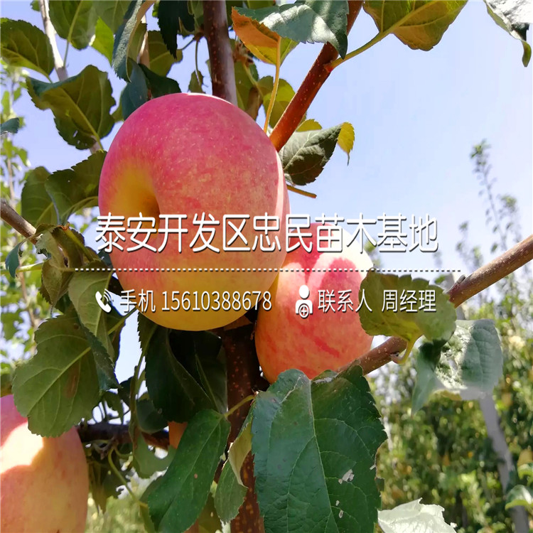 秦陽草莓苗什么價格