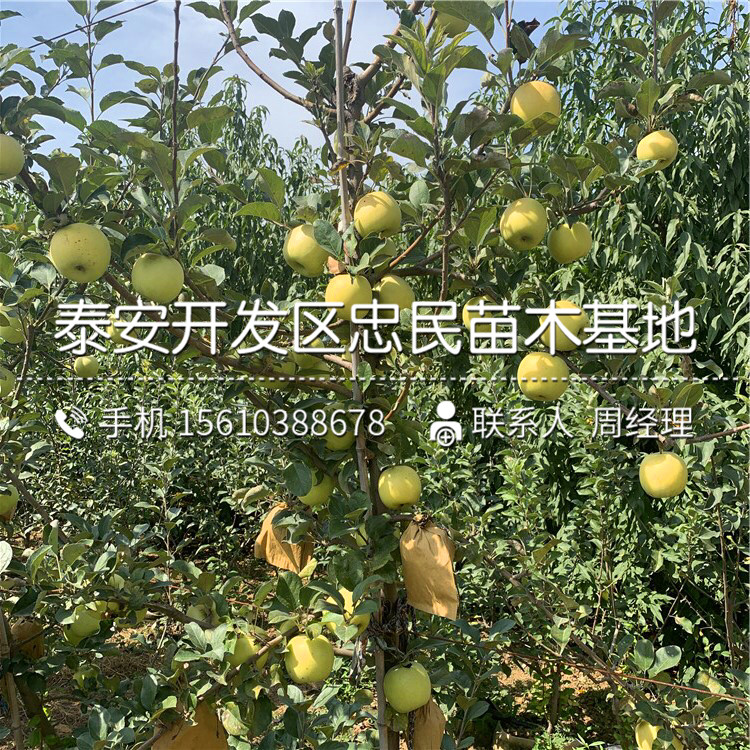 瑪麗莎蘋果樹苗什么價格