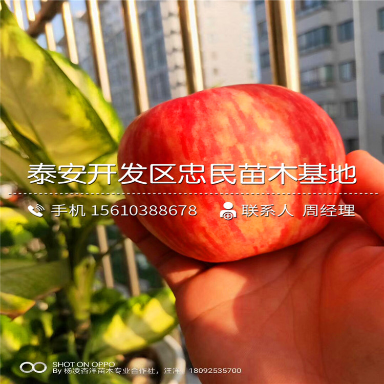 拓季蘋果樹苗價(jià)格多少錢