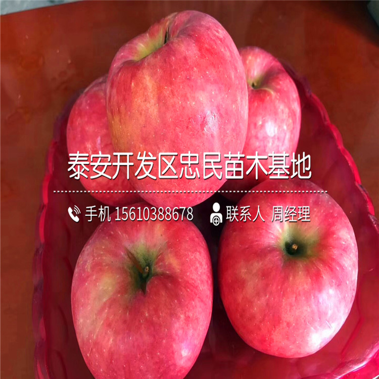 秦阳草莓苗什么价格