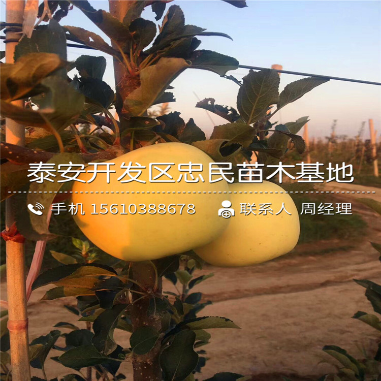 早生富士蘋果苗出售多少錢