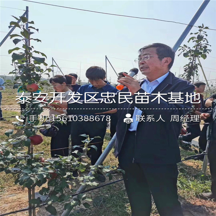 红将军苹果树苗多少钱一棵