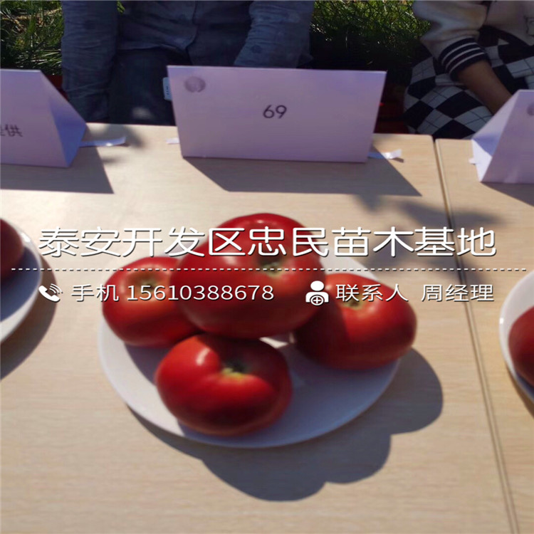 求購(gòu)柱狀蘋(píng)果苗、柱狀蘋(píng)果苗價(jià)格多少錢(qián)