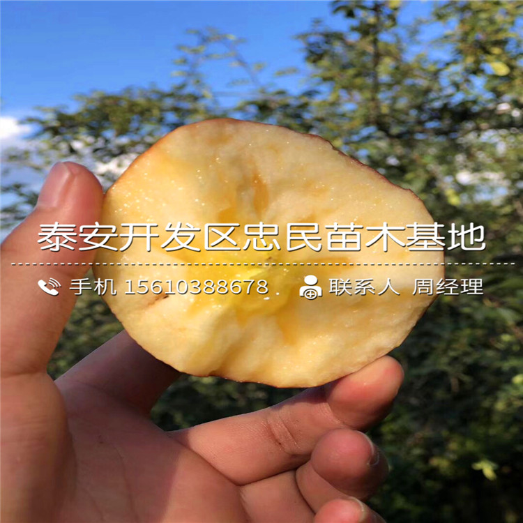 蘋果樹苗上車價(jià)格