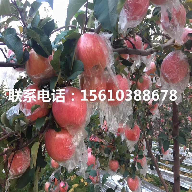 煙富6號蘋果樹苗供應(yīng)批發(fā)