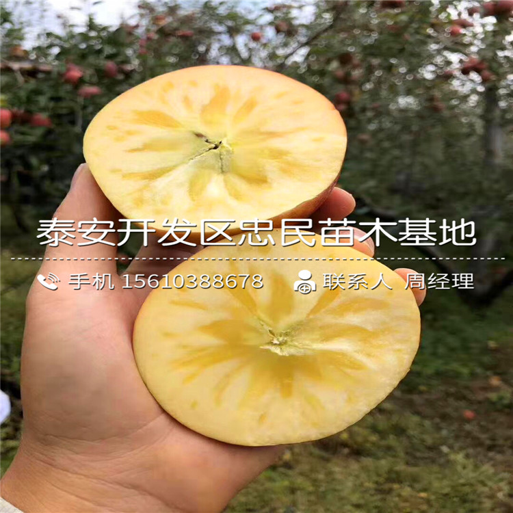 拓季蘋果樹苗價(jià)格多少錢