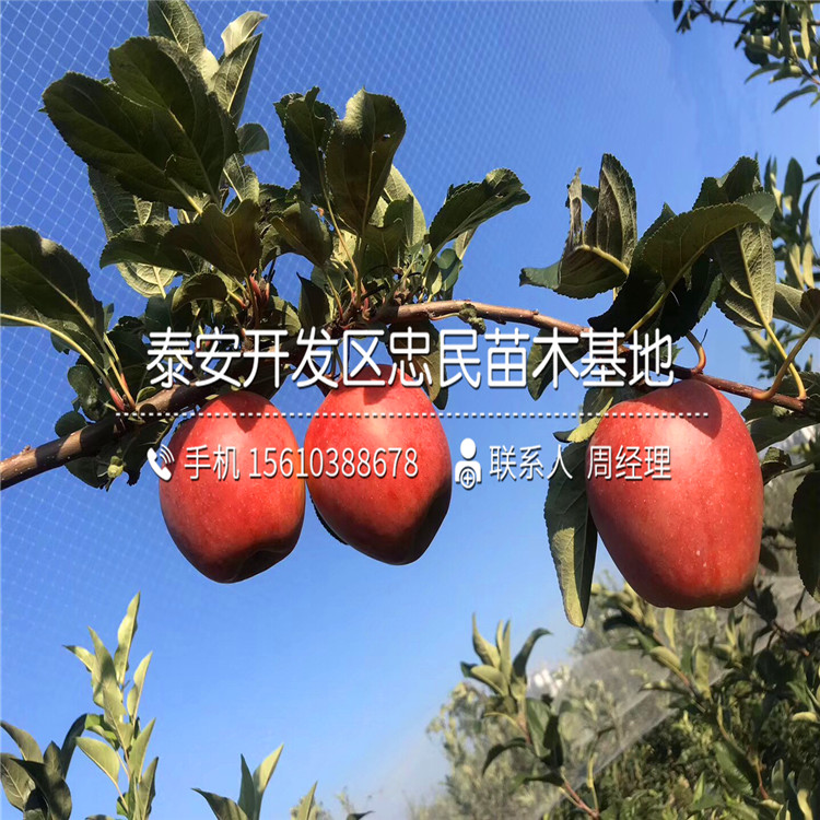早生富士蘋果苗報價