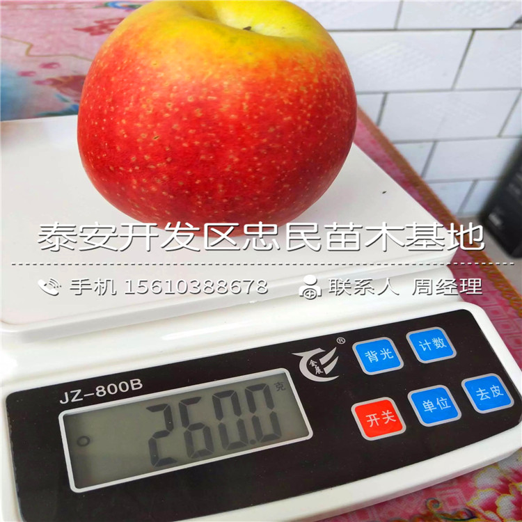 望香紅蘋果樹苗批發(fā)價格