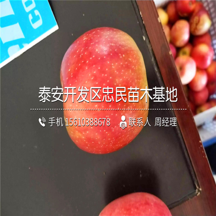 瑪麗莎蘋果樹苗每日?qǐng)?bào)價(jià)