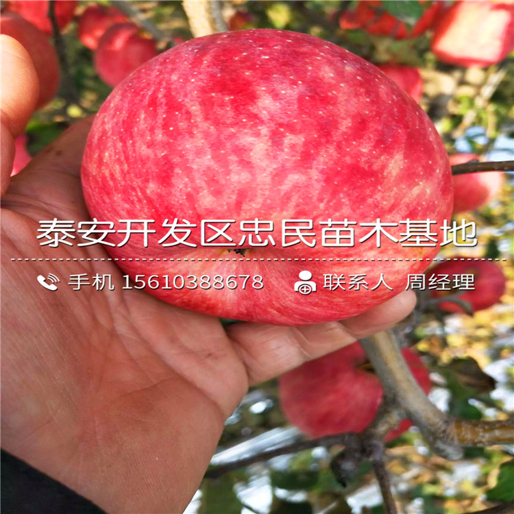 愛(ài)妃蘋(píng)果苗出售