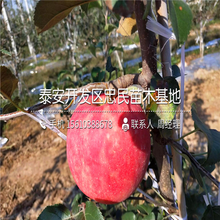 煙富10號蘋果樹苗多少錢一棵