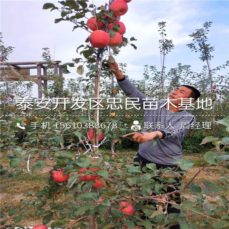 懶富蘋(píng)果苗批發(fā)價(jià)格