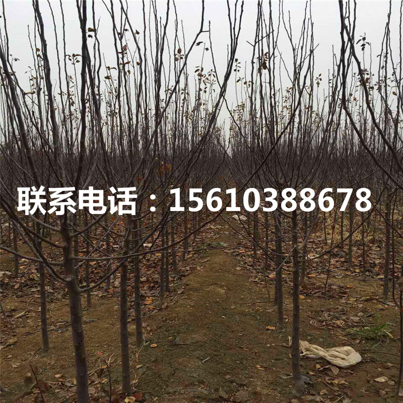 望香紅蘋果苗多少錢