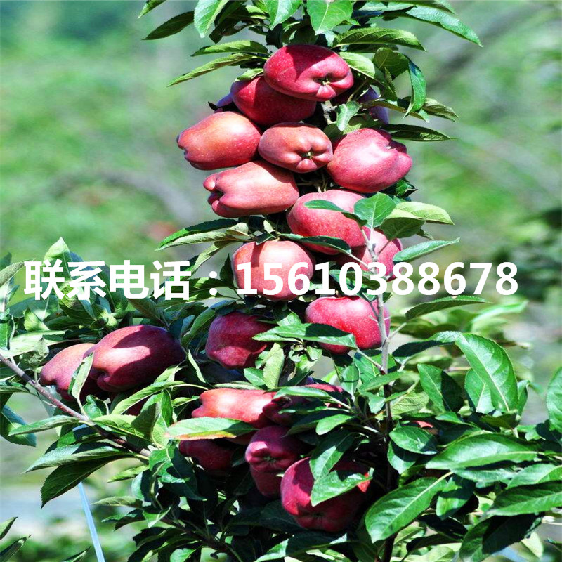 秦冠蘋果苗哪里有