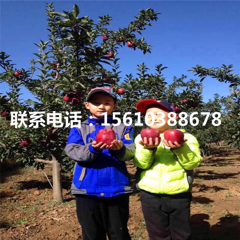 望香紅蘋果苗多少錢