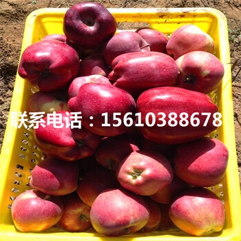 新品種明月蘋(píng)果苗、明月蘋(píng)果苗報(bào)價(jià)