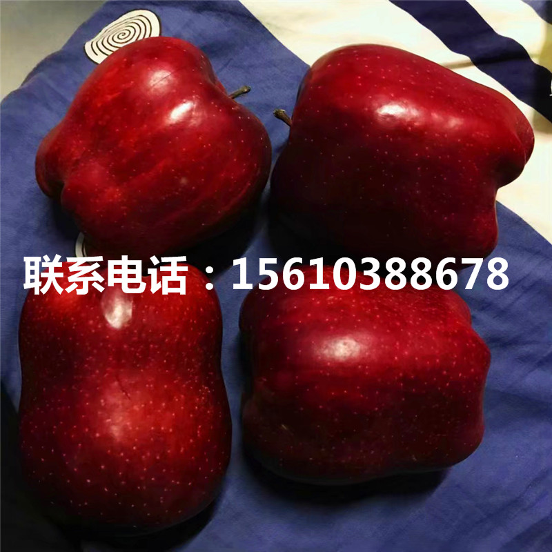 求購神富一號(hào)蘋果苗、神富一號(hào)蘋果苗出售基地